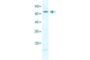KCNH6 antibody  (N-Term)