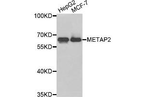 Western blot analysis of extracts of HepG2 and MCF7 cell lines, using METAP2 antibody. (METAP2 antibody)