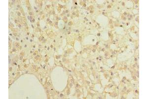 Immunohistochemistry of paraffin-embedded human adrenal gland tissue using ABIN7151982 at dilution of 1:100 (COX4NB antibody  (AA 1-210))