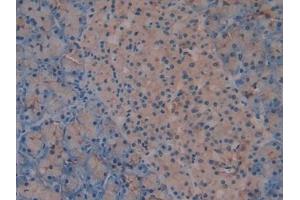Detection of TMEM27 in Mouse Pancreas Tissue using Polyclonal Antibody to Transmembrane Protein 27 (TMEM27)