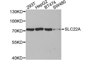 Western blot analysis of extracts of various cell lines, using SLC22A8antibody. (SLC22A8 antibody)