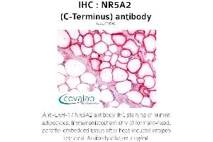 Image no. 2 for anti-Nuclear Receptor Subfamily 5, Group A, Member 2 (NR5A2) antibody (ABIN1737518) (NR5A2 + LRH1 antibody)