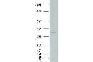 Validation with Western Blot (SSBP2 Protein (Myc-DYKDDDDK Tag))