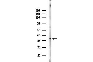 anti-Glycerophosphodiester Phosphodiesterase Domain Containing 3 (GDPD3) antibody