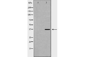 Western blot analysis of Hela whole cell lysates, using COPS5 Antibody. (COPS5 antibody  (Internal Region))