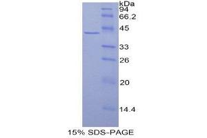 SDS-PAGE (SDS) image for Histone H2A Type 3 (HIST3H2A) (AA 1-130) protein (His tag,GST tag) (ABIN2122989)