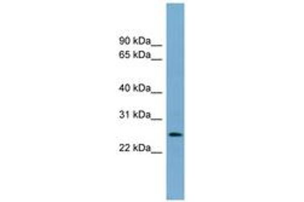 LIN37 antibody  (AA 71-120)
