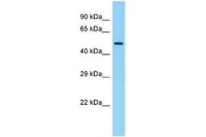 Image no. 1 for anti-Eukaryotic Translation Initiation Factor 5 (EIF5) (C-Term) antibody (ABIN6748326) (EIF5 antibody  (C-Term))