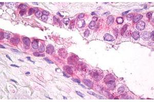 Anti-PSMD11 antibody IHC staining of human prostate. (PSMD11 antibody  (AA 288-317))