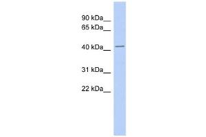 Thymopoietin antibody used at 1 ug/ml to detect target protein. (Thymopoietin antibody  (Middle Region))