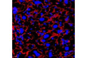 Immunofluorescence (Paraffin-embedded Sections) (IF (p)) image for anti-Annexin A4 (ANXA4) antibody (ABIN7073066)