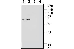 Western blot analysis of rat brain membranes (lanes 1 and 3) and mouse brain membranes (lanes 2 and 4):1-2.