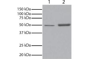 GSK3α was immunoprecipitated from total cell lysates from Jurkat cells with Mouse Anti-GSK-3α-UNLB. (GSK3 alpha antibody  (HRP))