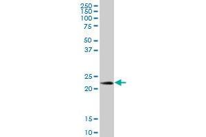 PRDX3 MaxPab polyclonal antibody. (Peroxiredoxin 3 antibody  (AA 1-256))