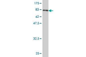 Western Blot detection against Immunogen (81. (DARS antibody  (AA 1-501))