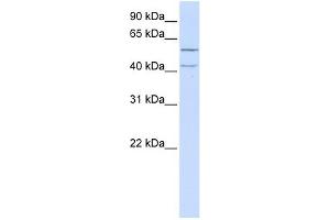 LRRC23 antibody used at 1 ug/ml to detect target protein. (LRRC23 antibody  (N-Term))