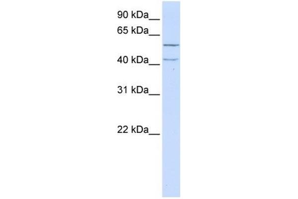 LRRC23 antibody  (N-Term)
