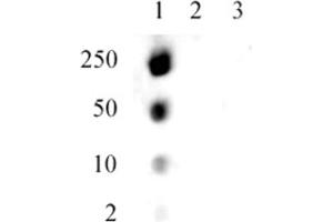 Specificity Data: Dot blot analysis was used to confirm the specificity of the Histone H1.