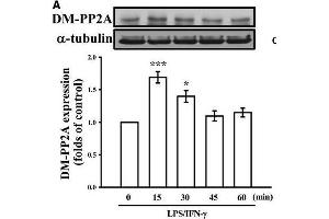 Western Blotting (WB) image for anti-Protein Phosphatase 2, Catalytic Subunit, alpha Isozyme (PPP2CA) (C-Term) antibody (ABIN2856333)