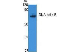 Western Blotting (WB) image for anti-Polymerase (DNA Directed), epsilon 2 (p59 Subunit) (POLE2) (Internal Region) antibody (ABIN3178097) (POLE2 antibody  (Internal Region))