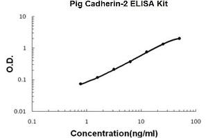 Pig Cadherin-2/N-Cadherin PicoKine ELISA Kit standard curve