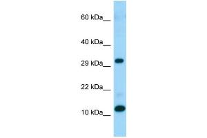 WB Suggested Anti-RPL34 Antibody Titration: 1. (RPL34 antibody  (C-Term))