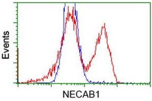 Flow Cytometry (FACS) image for anti-N-terminal EF-Hand Calcium Binding Protein 1 (NECAB1) antibody (ABIN1499675) (NECAB1 antibody)
