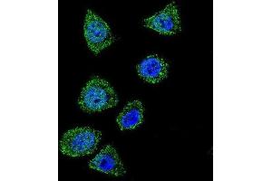 Immunofluorescence (IF) image for anti-Topoisomerase (DNA) I (TOP1) antibody (ABIN2997609) (Topoisomerase I antibody)
