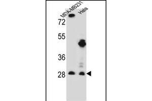 EIF4H Antibody (Center) (ABIN656543 and ABIN2845807) western blot analysis in MDA-M,Hela cell line lysates (35 μg/lane).