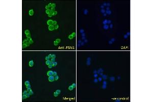 Immunofluorescence (IF) image for anti-Fibrillin 1 (FBN1) (Internal Region) antibody (ABIN570798)