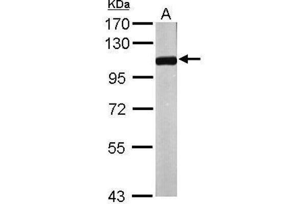 NPEPPS antibody