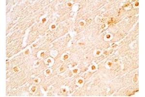 Mouse brain tissue stained by Rabbit Anti-NERP-1 (Human) Antibody (NERP-1 antibody  (Preproprotein))