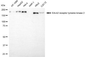 Western blotting analysis using erb-b2 receptor tyrosine kinase 2 antibody (ABIN7800157). (ErbB2/Her2 antibody)