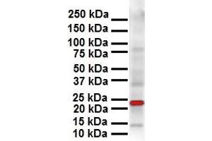 WB Suggested Anti-SOX2 antibody Titration: 1 ug/mL Sample Type: Human OVCAR-3 (SOX2 antibody  (N-Term))