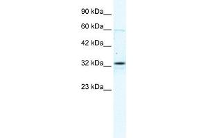 GJB1 antibody used at 2. (GJB1 antibody  (C-Term))