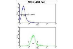 Flow cytometric analysis of NCI- cells using ROR1 Antibody (N-term) (bottom histogram) compared to a negative control cell (top histogram). (ROR1 antibody  (N-Term))