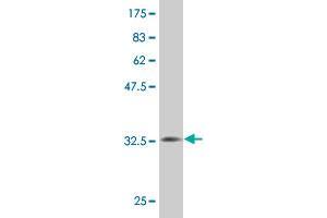 Western Blot detection against Immunogen (32. (MS4A2 antibody  (AA 1-59))