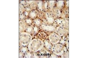 ATP5J2 Antibody (Center) (ABIN651539 and ABIN2840288) immunohistochemistry analysis in formalin fixed and paraffin embedded mouse kidney tissue followed by peroxidase conjugation of the secondary antibody and DAB staining. (ATP5J2 antibody  (AA 18-46))