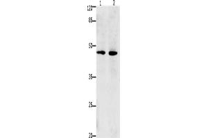 Western Blotting (WB) image for anti-Death-Associated Protein 3 (DAP3) antibody (ABIN2431249)