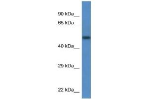 WB Suggested Anti-Tcn2 Antibody   Titration: 1. (TCN2 antibody  (N-Term))