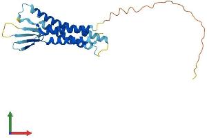 AlphaFold protein structure predicition of Mouse Recombinant Cldn2 Protein, UniprotID O88552
