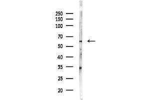 anti-AarF Domain Containing Kinase 1 (ADCK1) (Internal Region) antibody