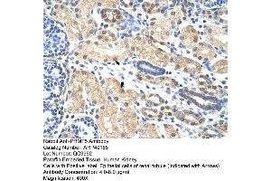 Rabbit Anti-PRMT5 Antibody  Paraffin Embedded Tissue: Human Kidney Cellular Data: Epithelial cells of renal tubule Antibody Concentration: 4. (PRMT5 antibody  (N-Term))