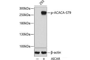Western blot analysis of extracts from 293 cells using Phospho-ACACA(S79) Polyclonal Antibody.