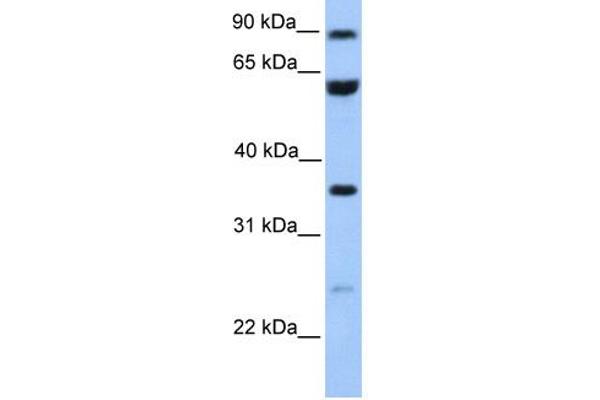 CCDC7 antibody  (N-Term)