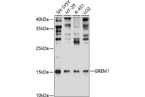 Western blot analysis of extracts of various cell lines, using GREM1 Antibody (ABIN6127963, ABIN6141382, ABIN6141383 and ABIN6215282) at 1:1000 dilution.