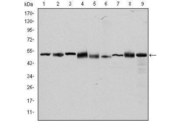 CCT2 antibody