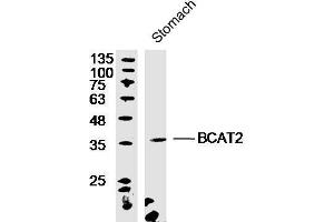 Mouse stomach lysates probed with Rabbit Anti-BCAT2 Polyclonal Antibody, Unconjugated  at 1:300 overnight at 4˚C. (BCAT2 antibody  (AA 101-200))