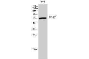 Western Blotting (WB) image for anti-5-Hydroxytryptamine (serotonin) Receptor 2C (HTR2C) (Internal Region) antibody (ABIN3177500) (HTR2C antibody  (Internal Region))