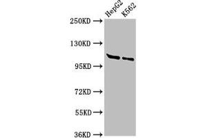 Western Blot Positive WB detected in: HepG2 whole cell lysate, K562 whole cell lysate All lanes: HLTF antibody at 3 μg/mL Secondary Goat polyclonal to rabbit IgG at 1/50000 dilution Predicted band size: 114, 100 kDa Observed band size: 114 kDa (HLTF antibody  (AA 332-476))